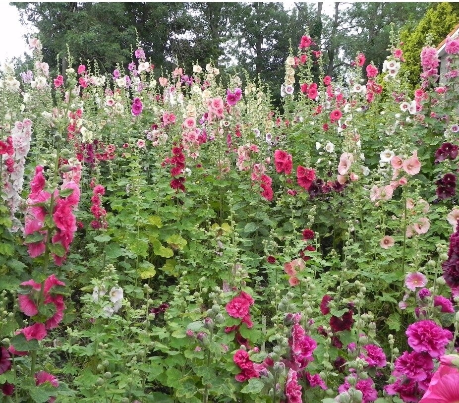 Biologische Stokroos Mix Zaden