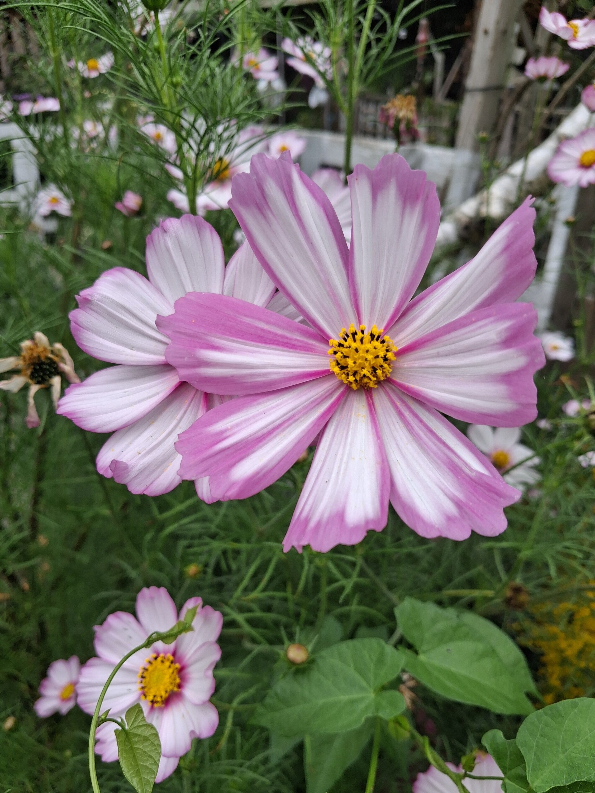 Biologische Cosmos 'Picotée' Zaden