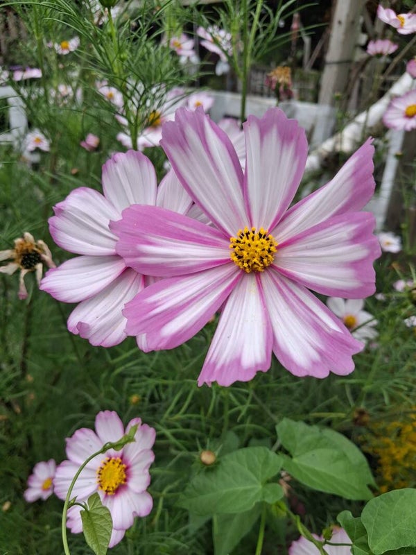 Biologische Cosmos 'Picotée' Zaden