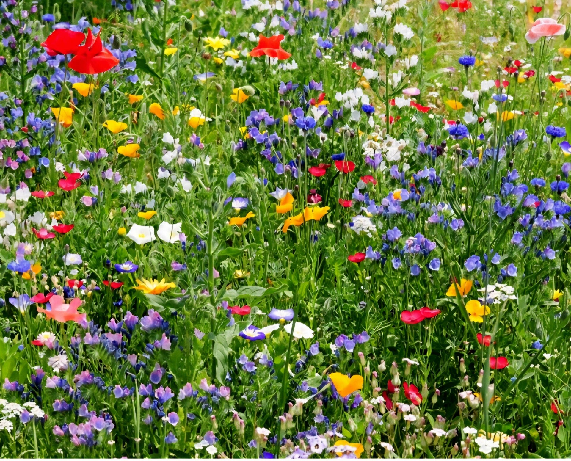 Inheemse Bloemenmix Vlinders & Bijen 5gr