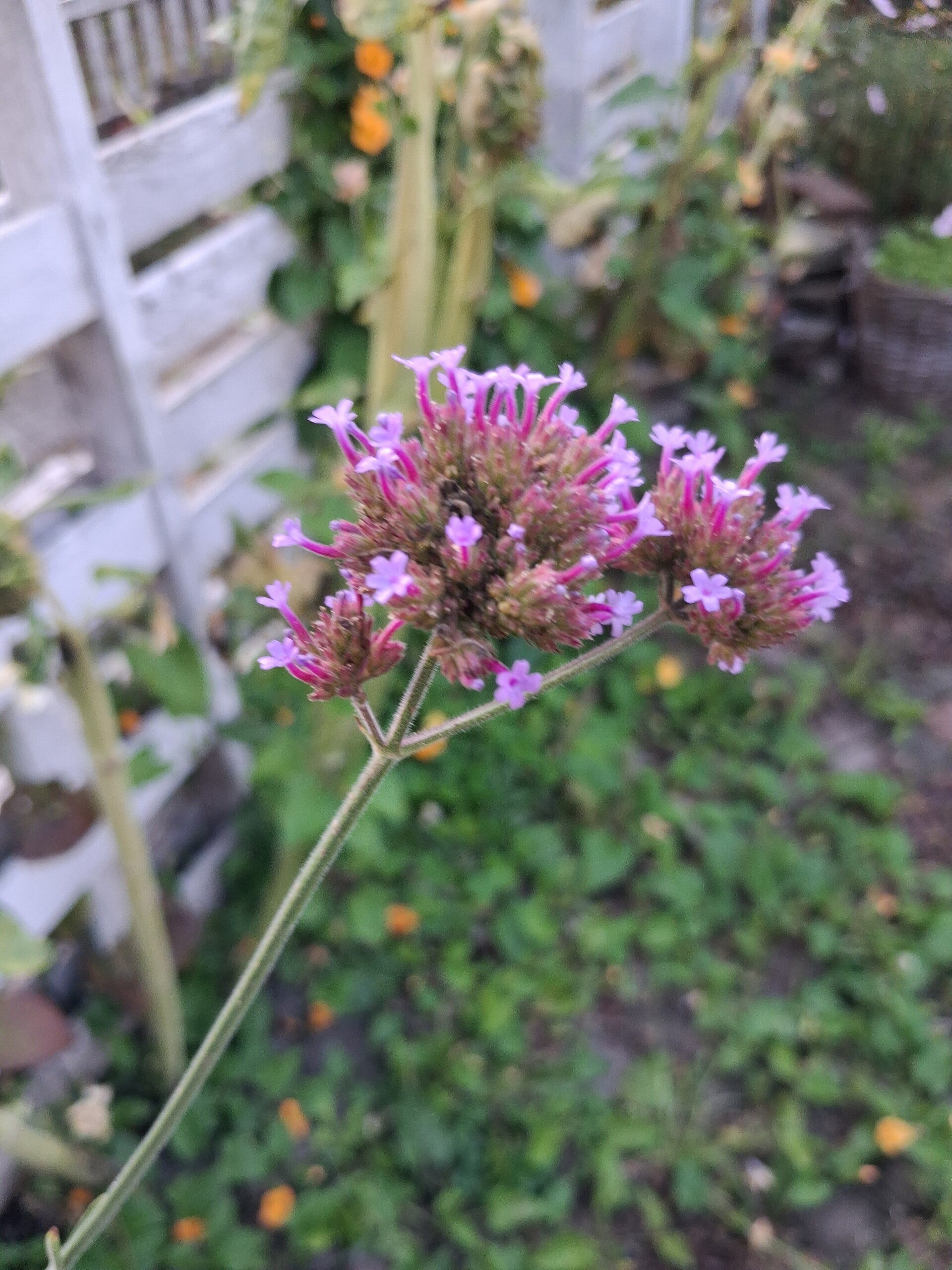 Biologische Verbena Bonariensis zaden