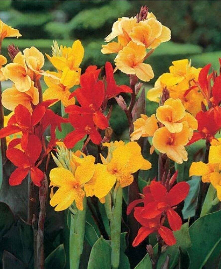 Biologische Canna Indica Red & Yellow Mix Zaden
