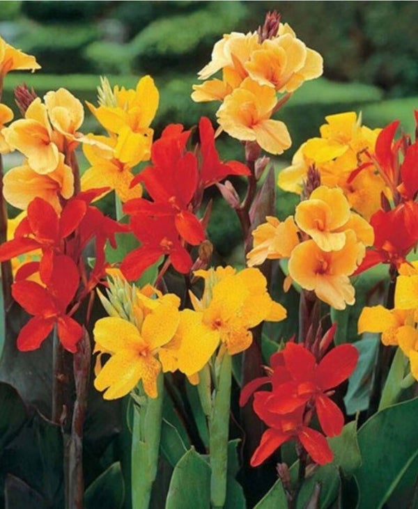Biologische Canna Indica Red & Yellow Mix Zaden