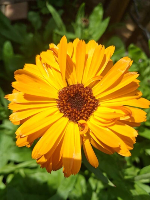 Biologische Goudsbloem Indian Prince Zaden