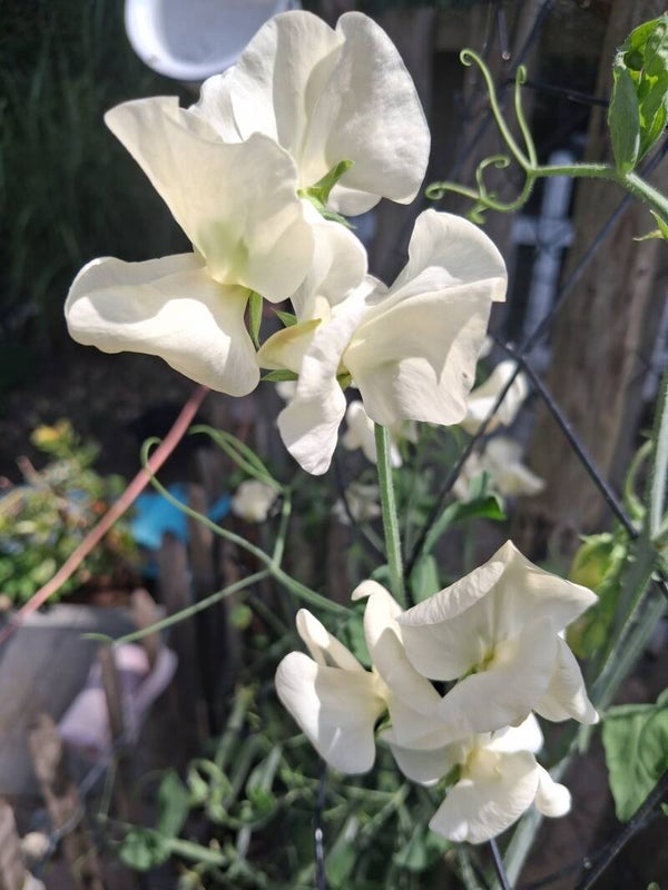 Lathyrus Dororthy Eckford Zaden 10st