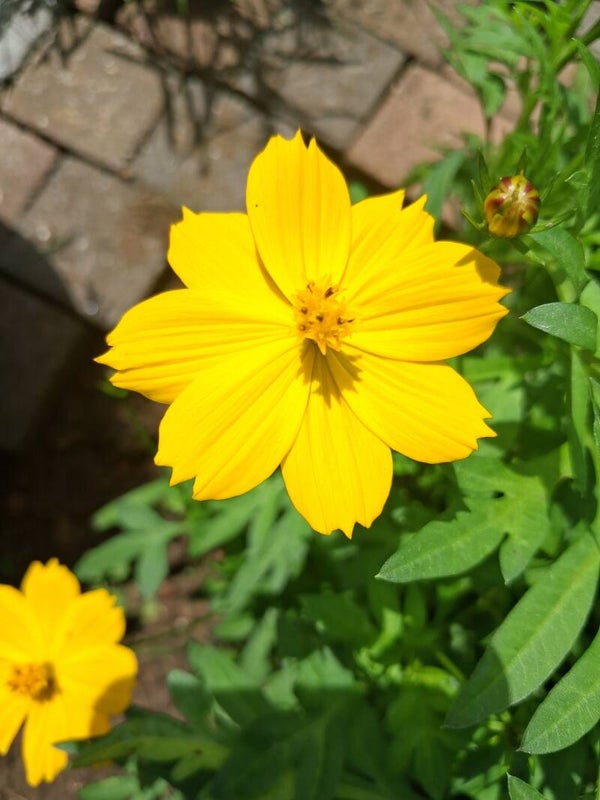 Cosmos Sunset Yellow