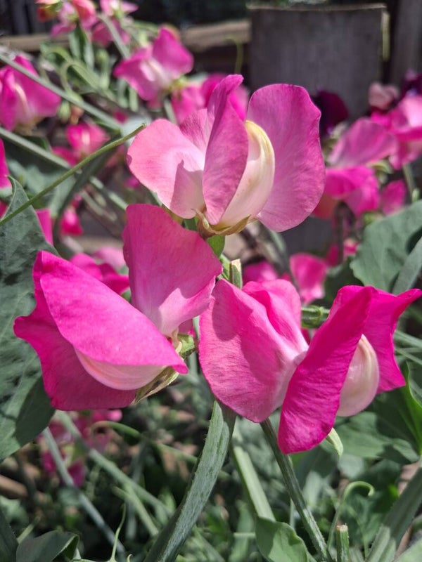 Lathyrus Royal Rose