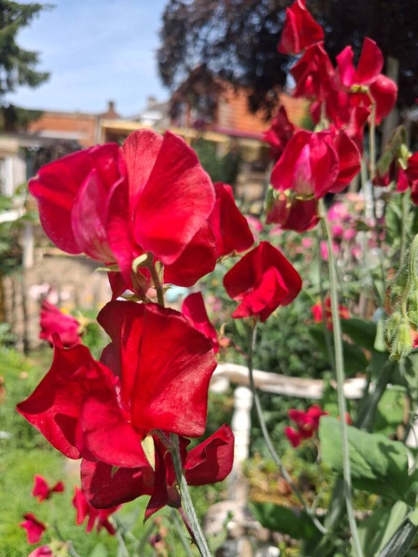 Lathyrus King Edward