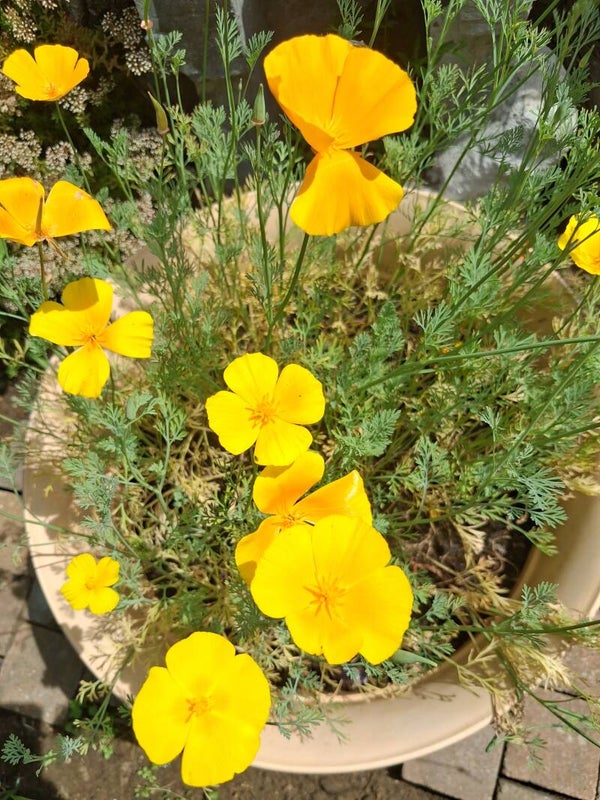 Californische klaproos