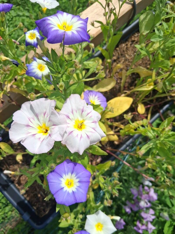Dagschone Royal ensign mix