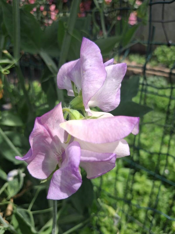 Lathyrus Countess Cadogan