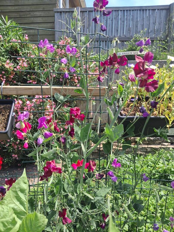 Lathyrus Ripple Mix Zaden 10st