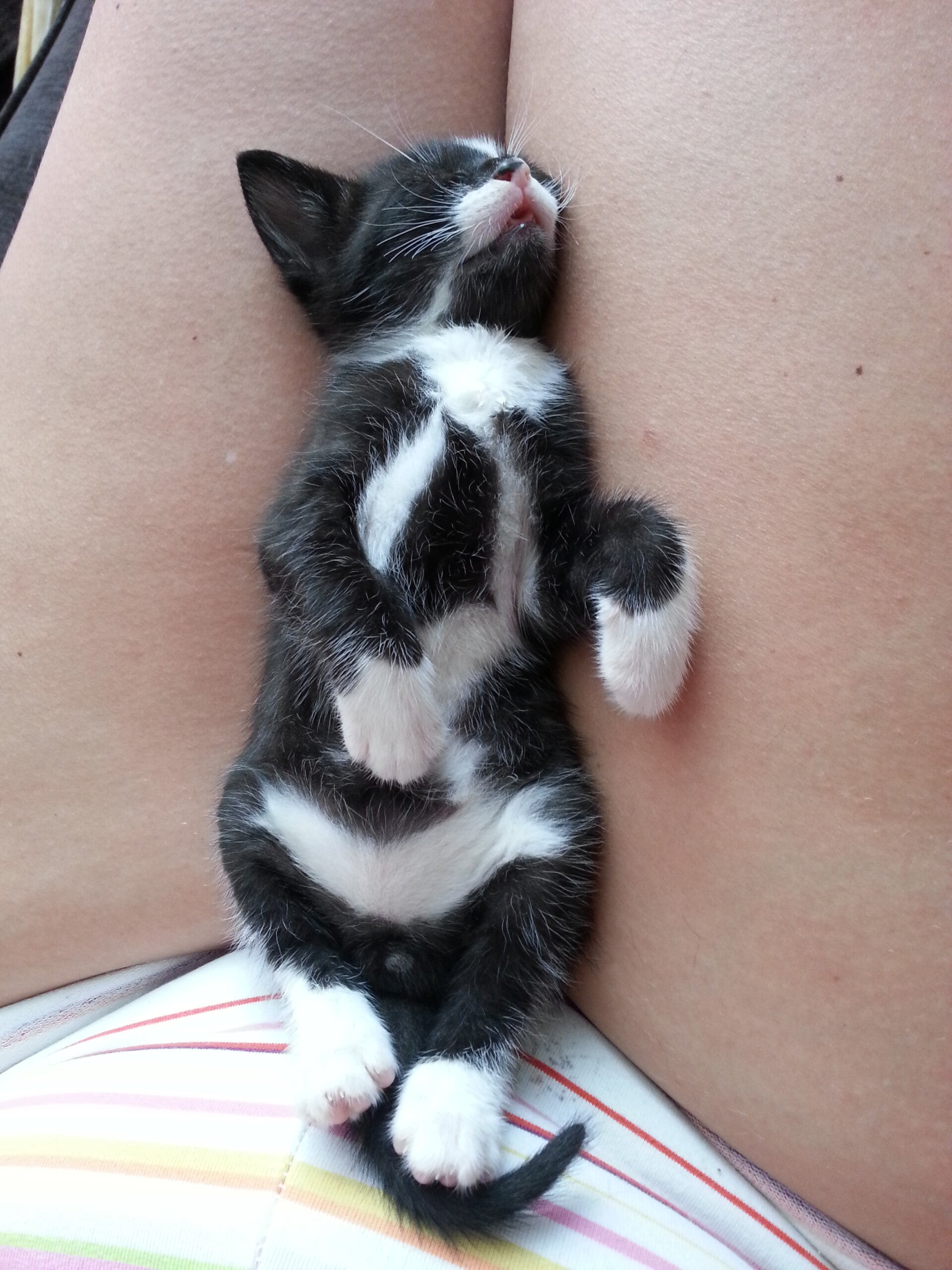 Binkie 2013