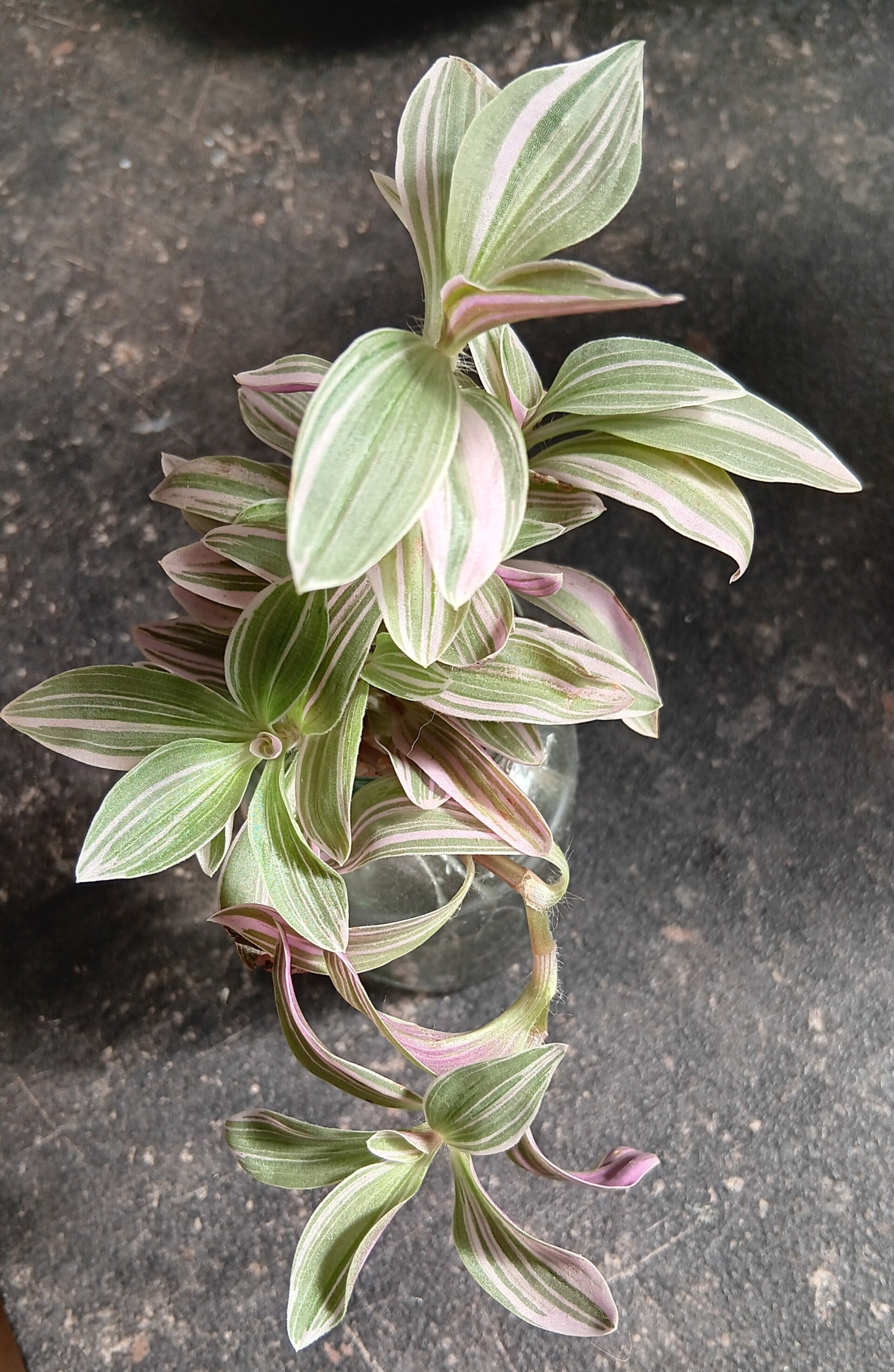 Stek Tradescantia "Lavender"