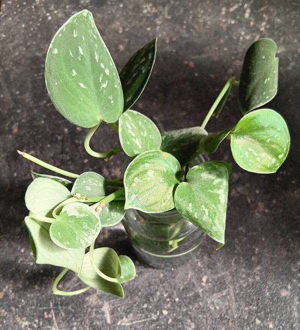 Stek Scindapsus Pictus