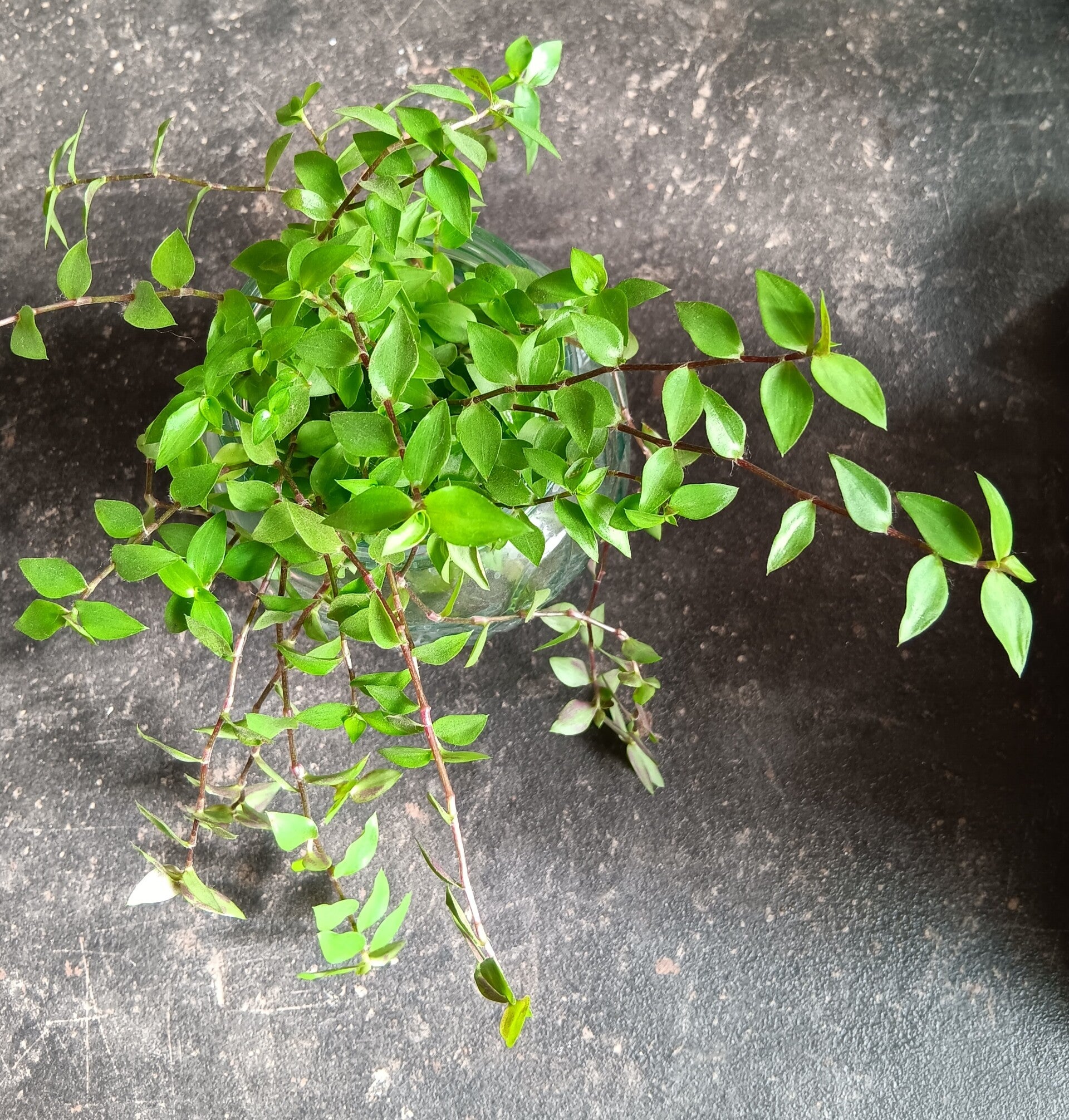 5 Stekjes Callisia Repens