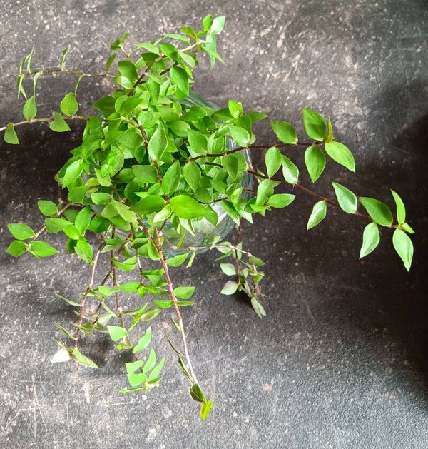 5 Stekjes Callisia Repens