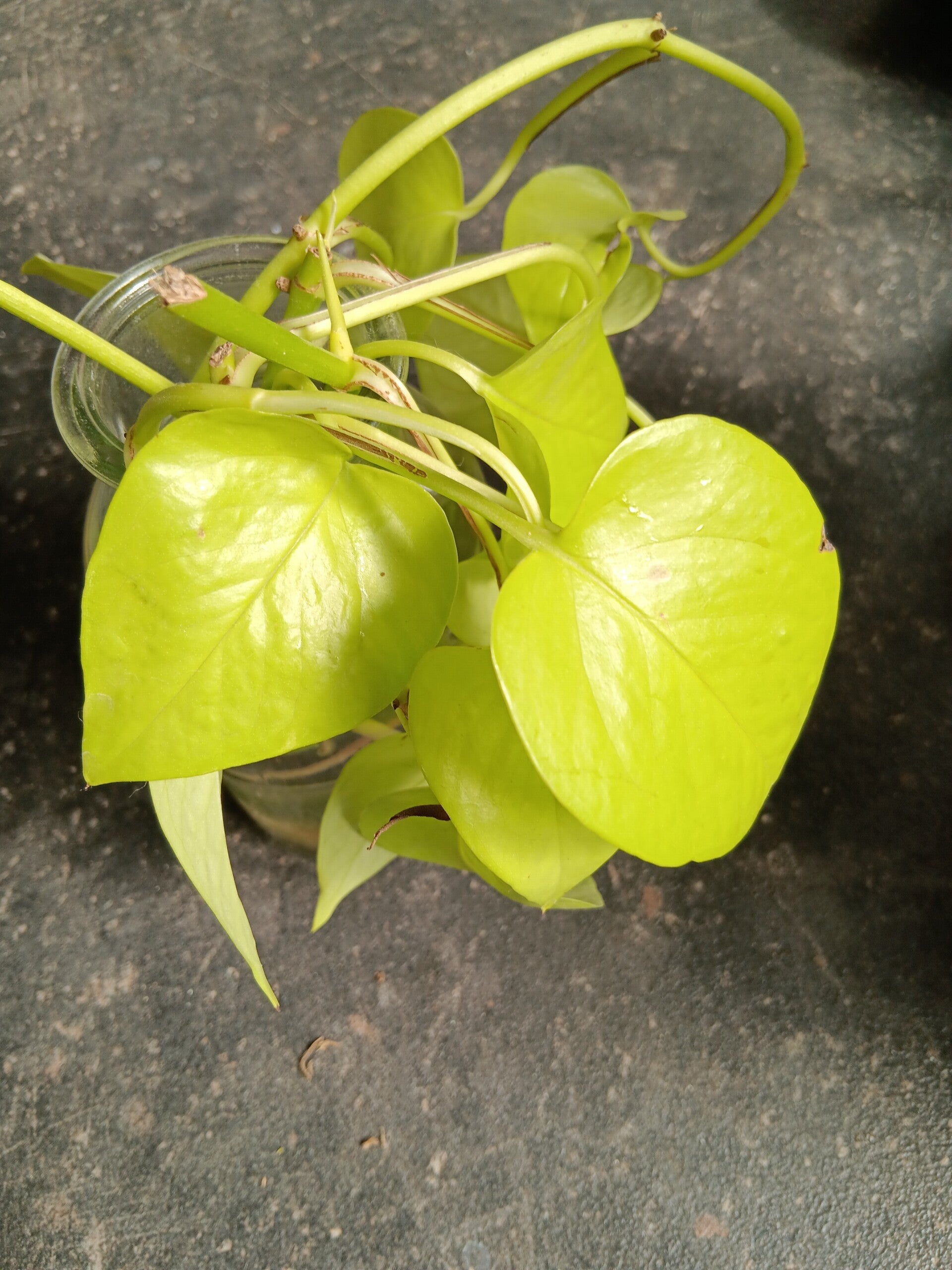Stek Pothos "Golden Neon"