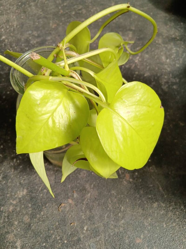 Stek Pothos "Golden Neon"