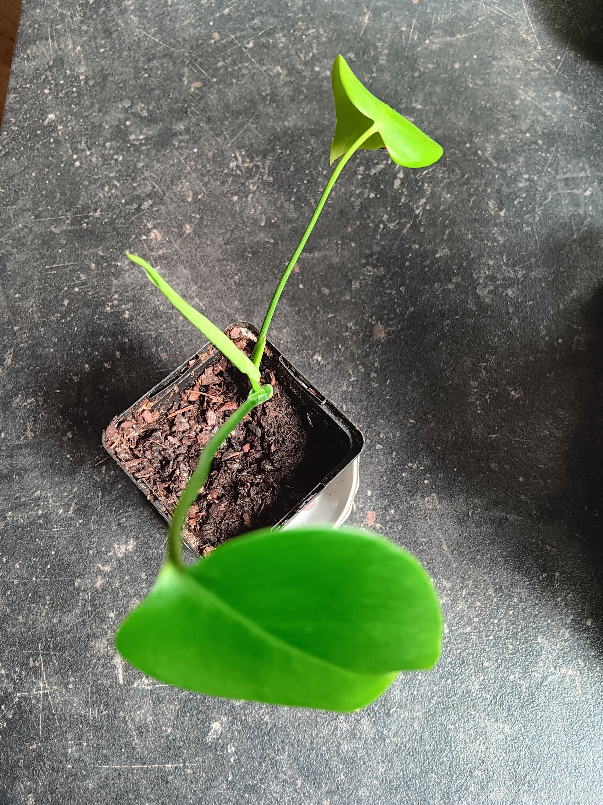 Plantje Monstera Deliciosa