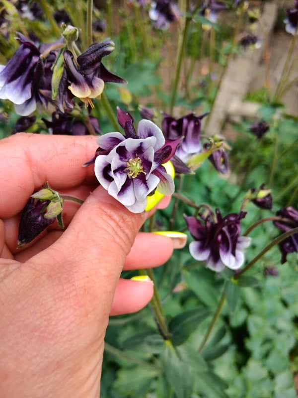 Biologische Akelei William Guiness Zaden