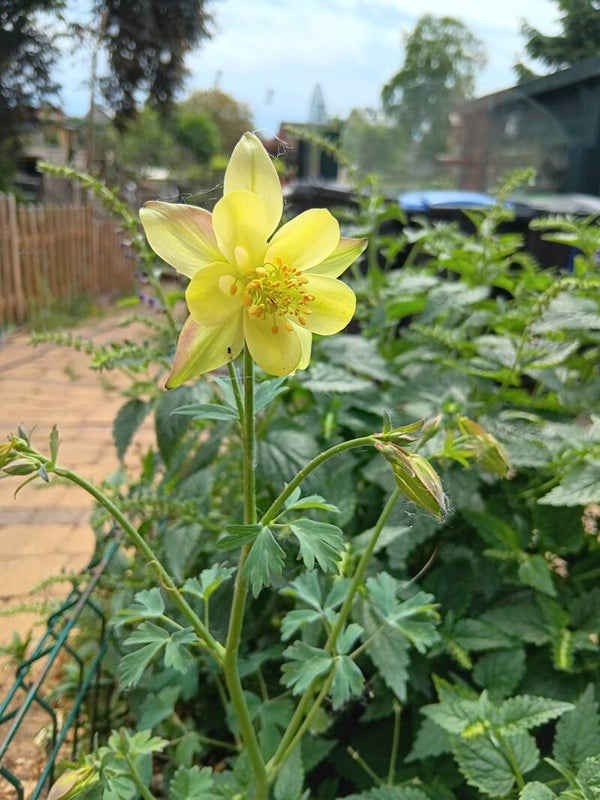 Biologische Akelei Golden Columbine Zaden VERWACHT 2026