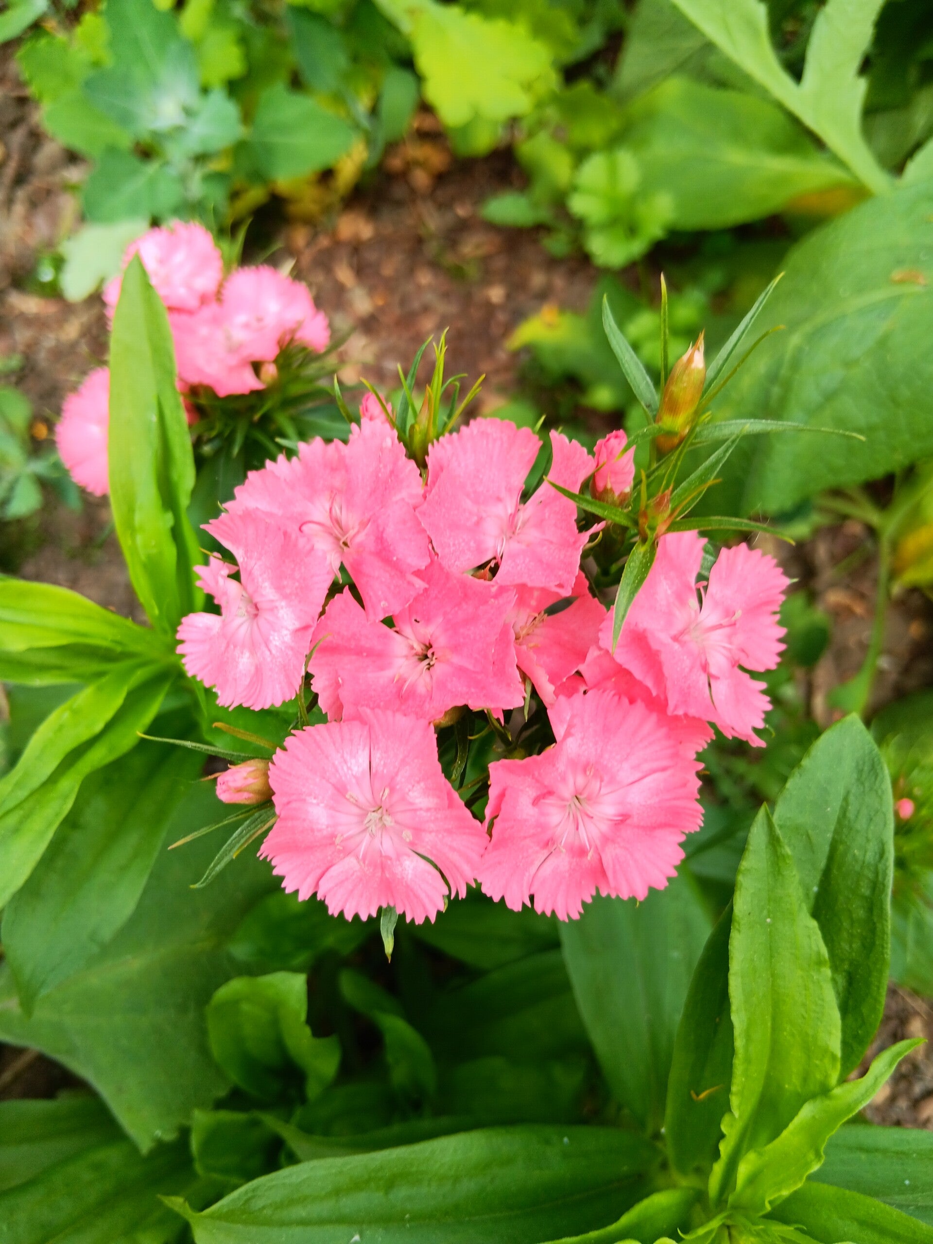 Biologische Duizendschoon Licht Roze Zaden