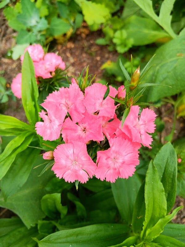Biologische Duizendschoon Licht Roze Zaden