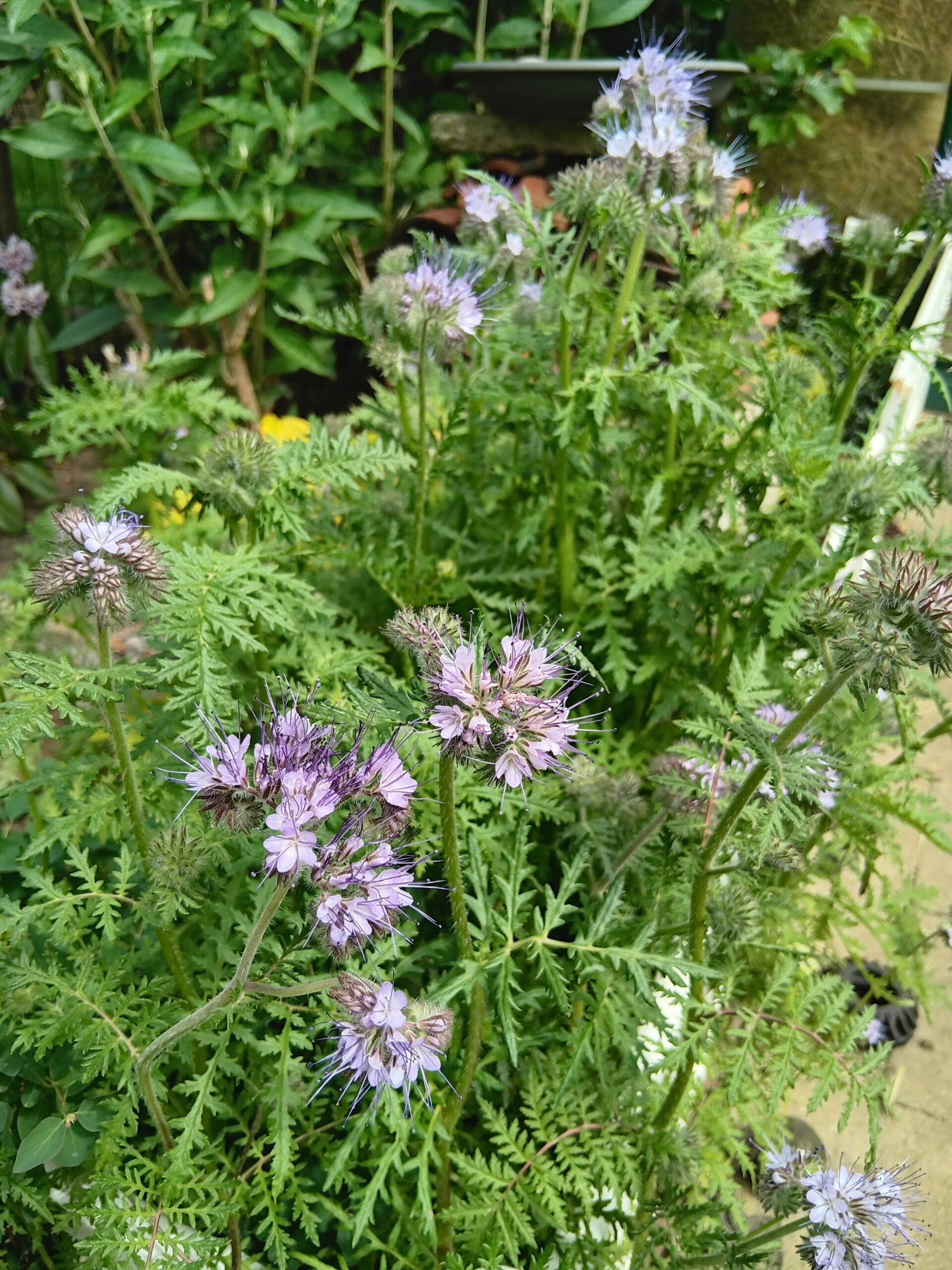 Biologische Bijenbrood Phacelia Zaden