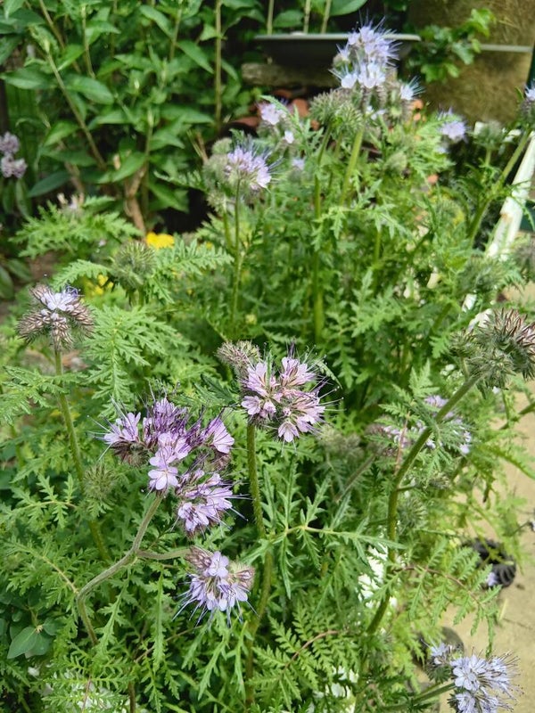 Biologische Bijenbrood Phacelia Zaden