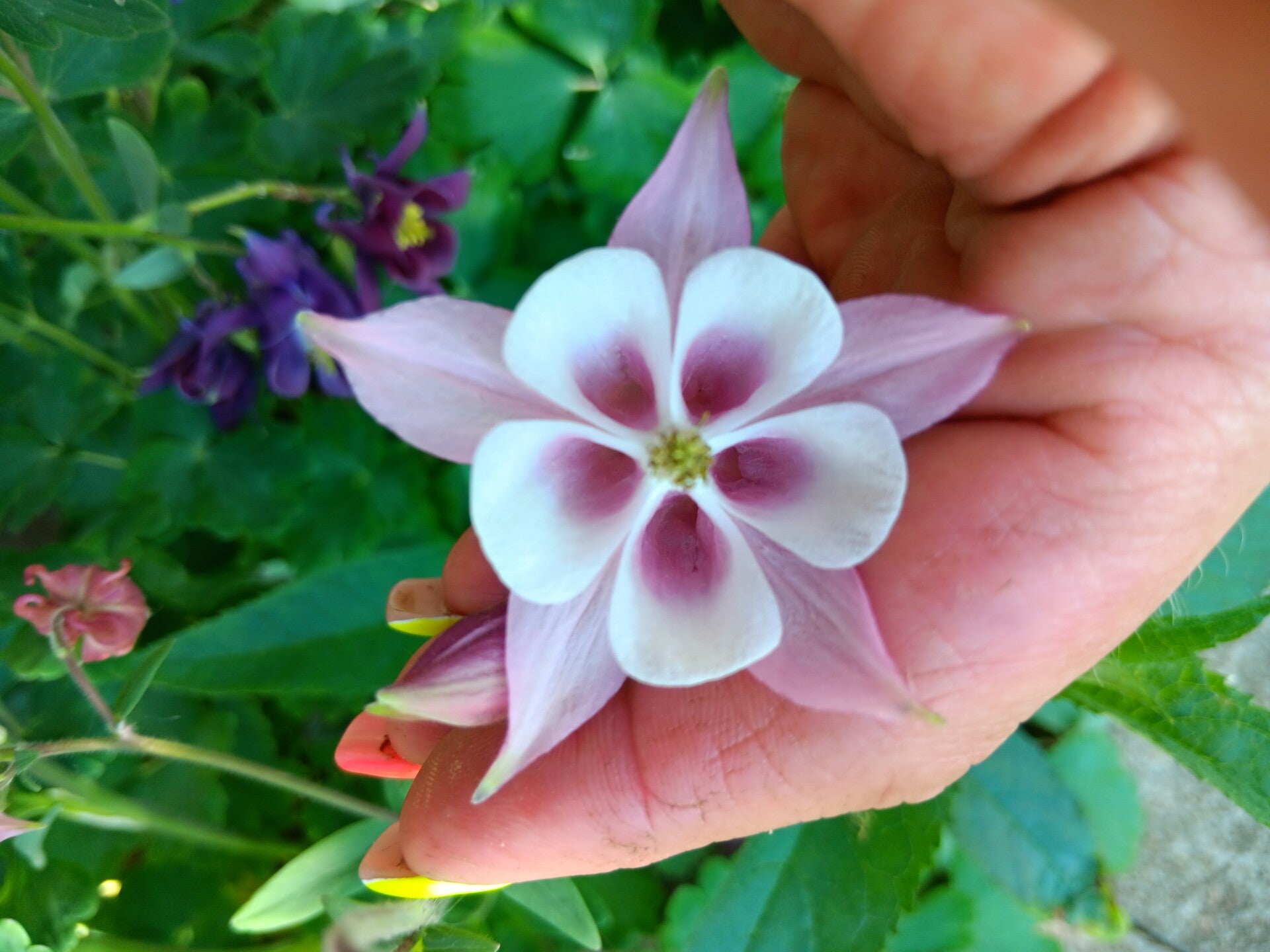Biologische Akelei Roze Mix Zaden