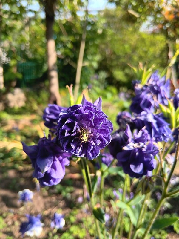 Biologische Double Barlow Blue Zaden