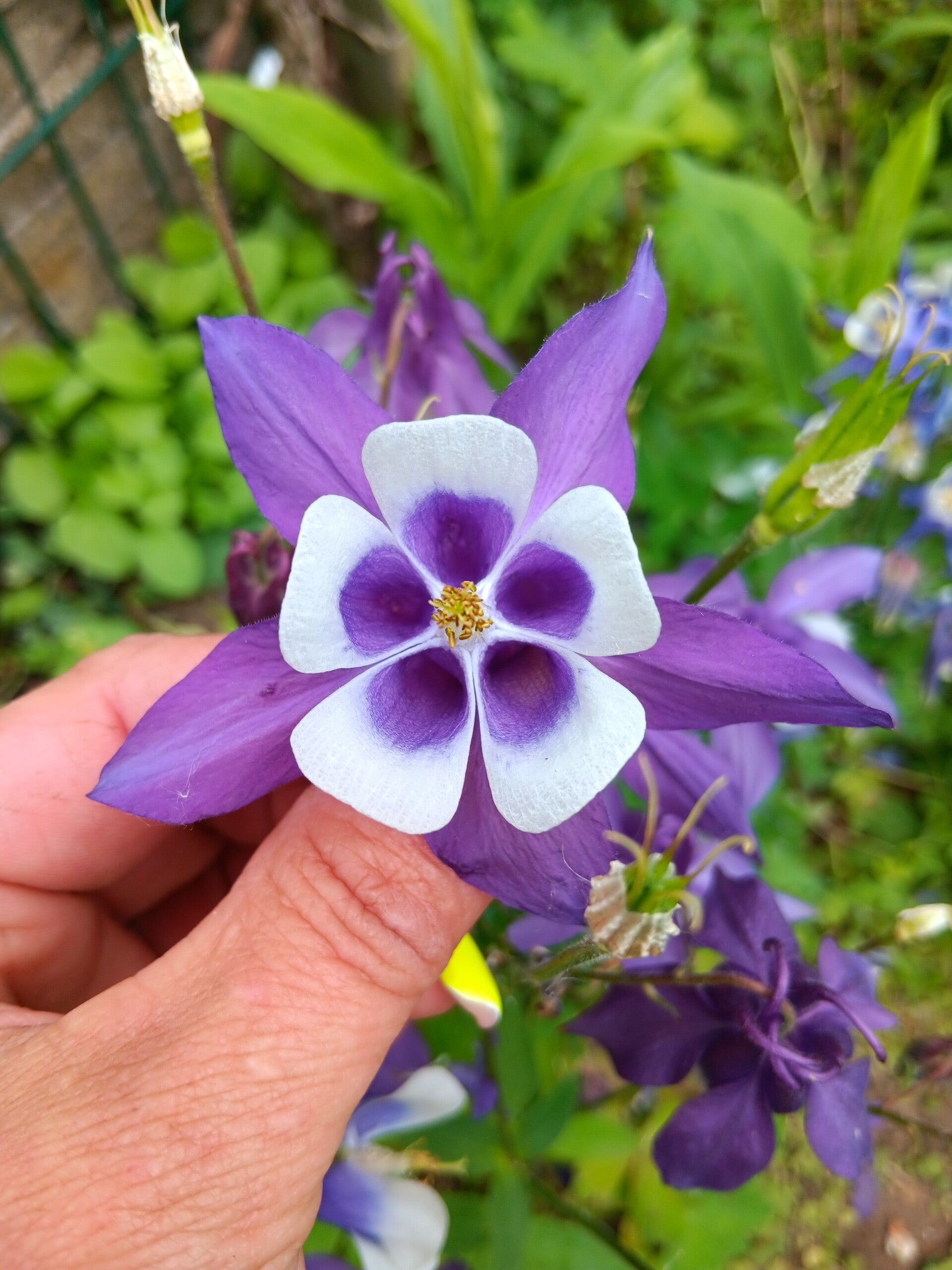 Biologische Akelei Paarse Mix Zaden