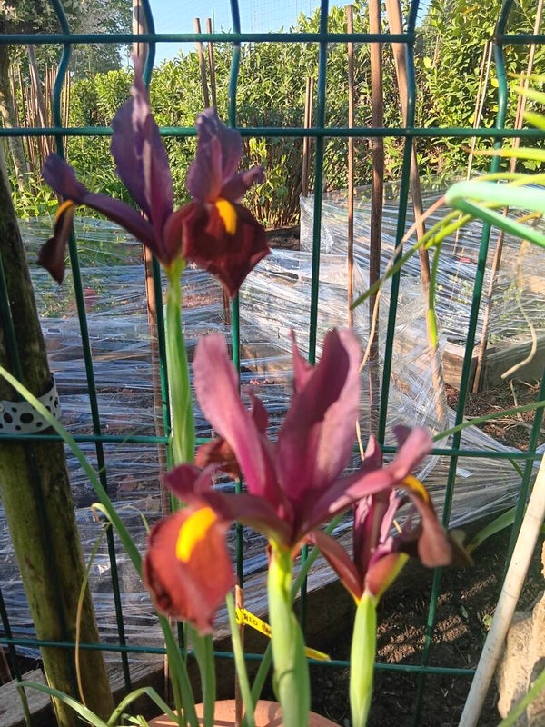 Biologische Iris Red Ember Zaden
