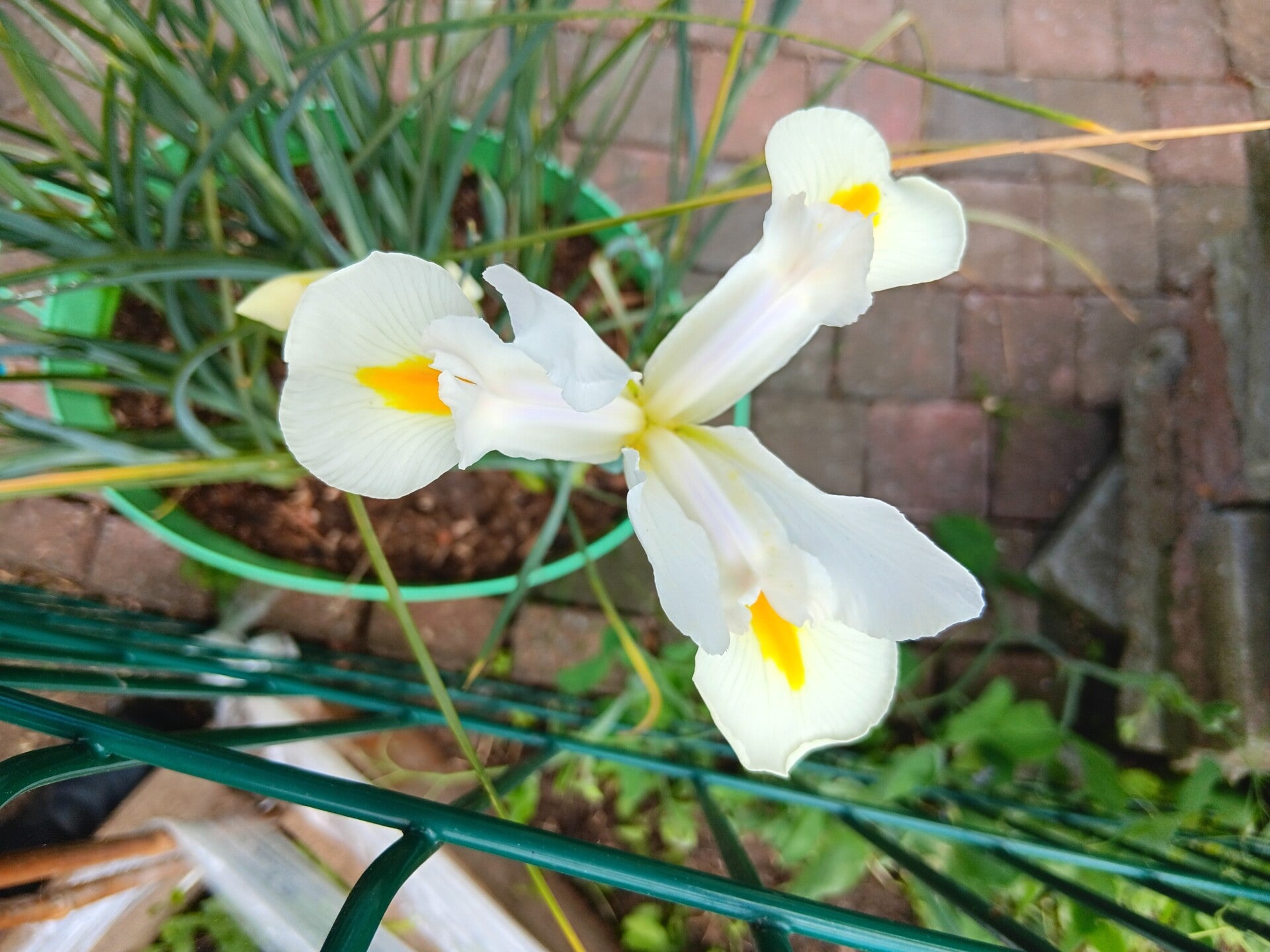 Biologische Iris Hollandica Wit/ White Zaden VERWACHT 2026