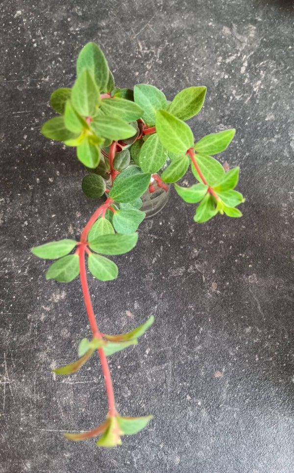 Stekje Peperomia Hope