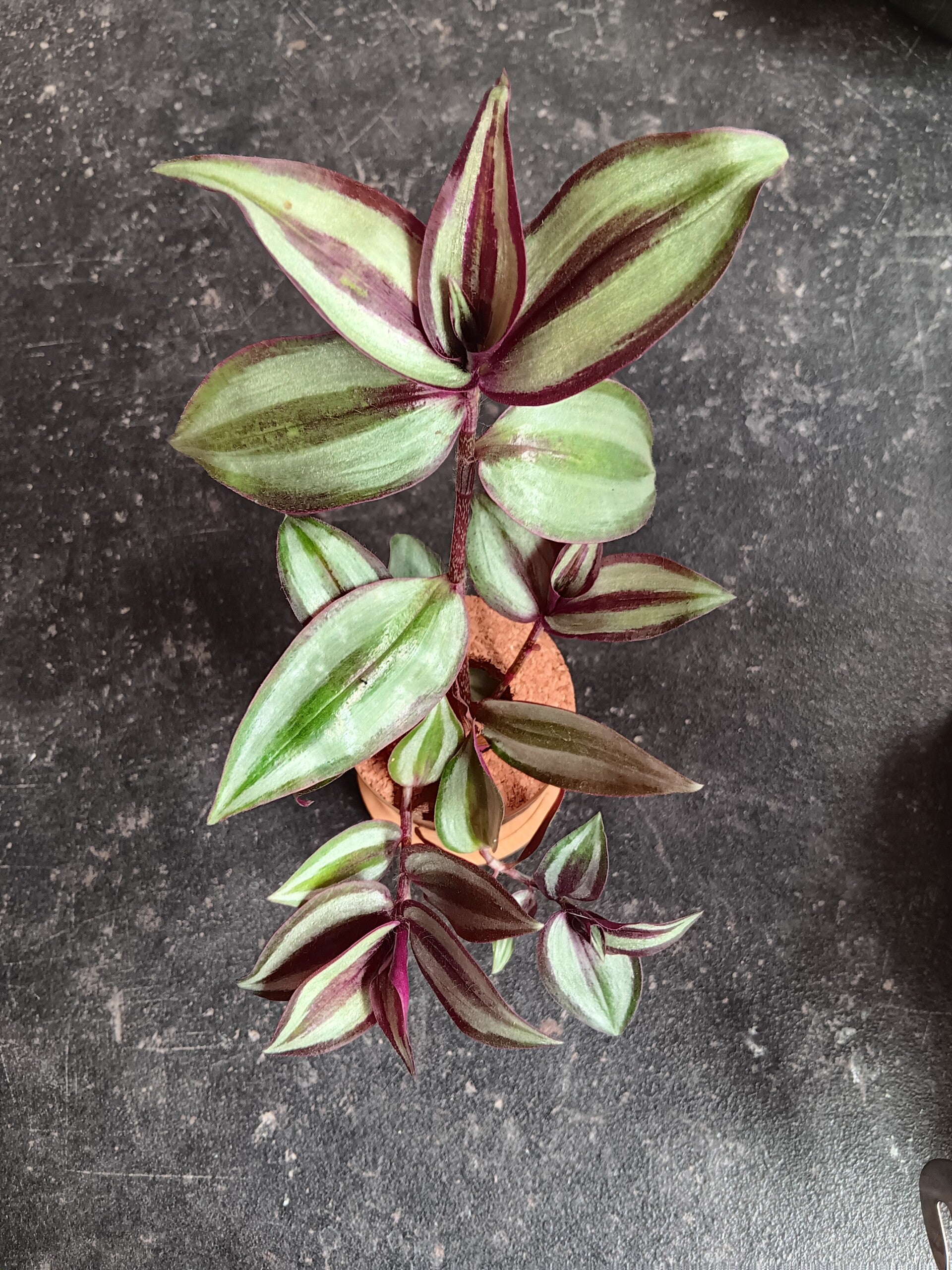 Stekje Tradescantia Zebrina Vaderplant "Red in Elho"