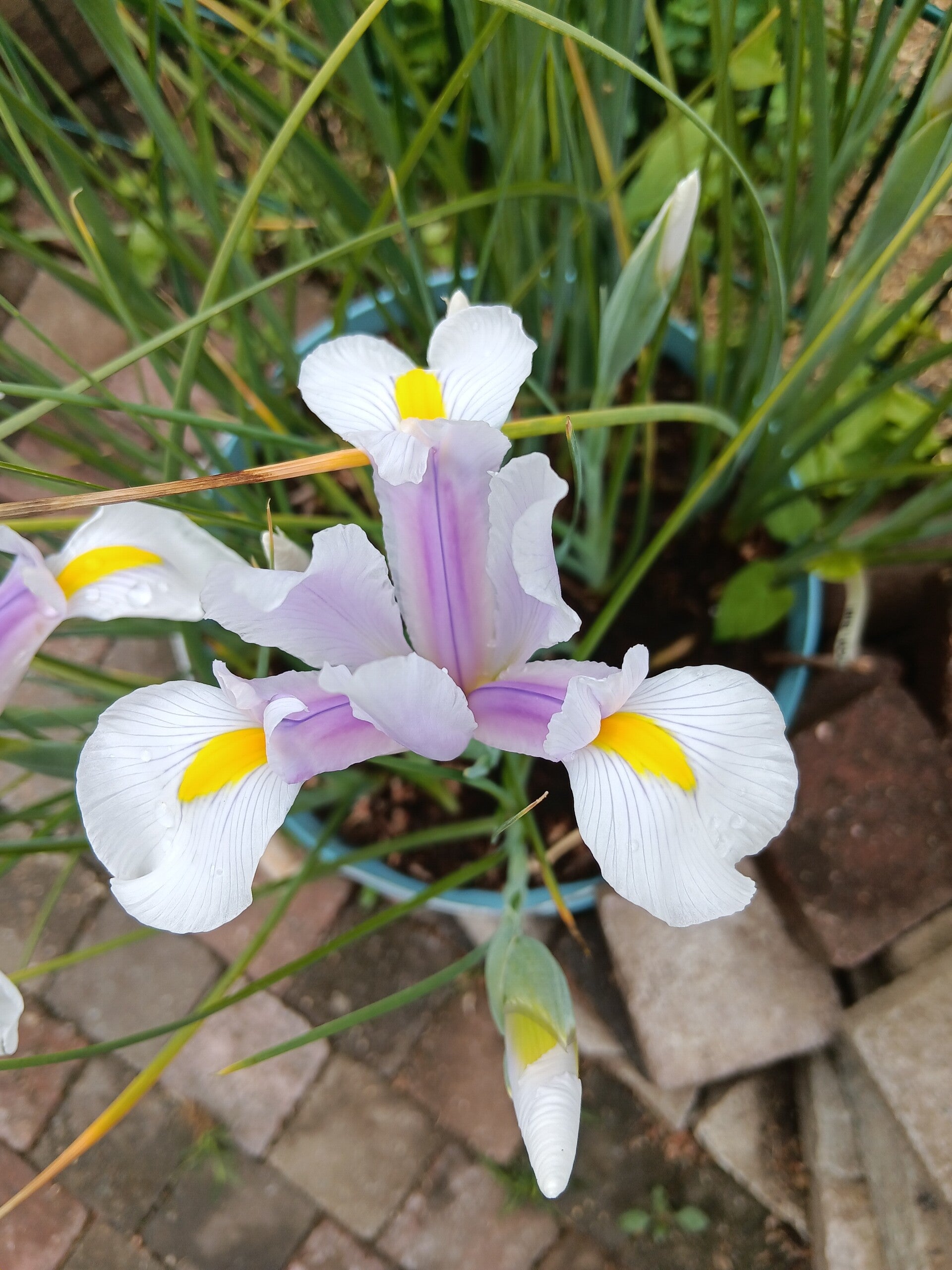 Biologische Iris Hollandica Carmen Zaden VERWACHT 2026
