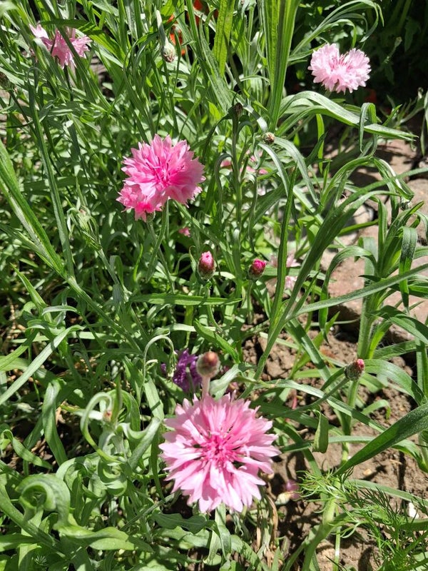 Korenbloem Pink Zaden