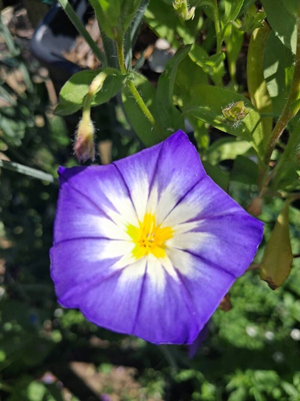 Dagschone Ensign Mix Zaden