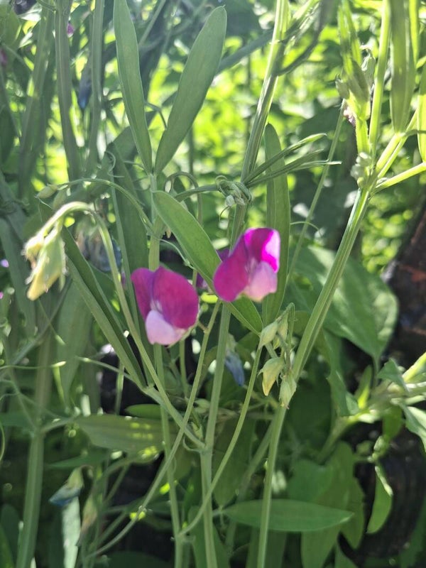 Lathyrus Ruige Zaden 10st