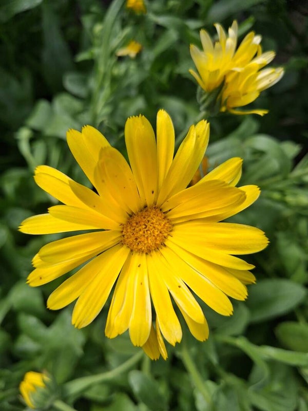 Goudsbloem Cream Beauty Zaden