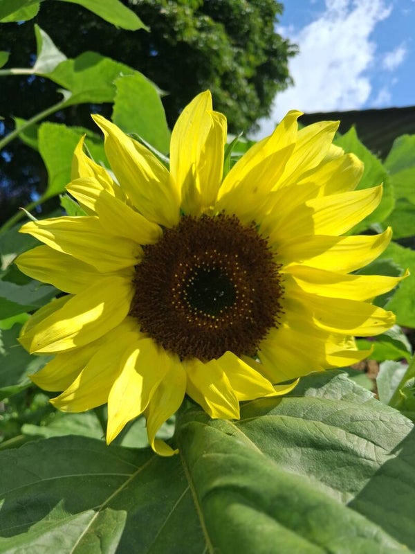 Zonnebloem Lemon Queen Zaden