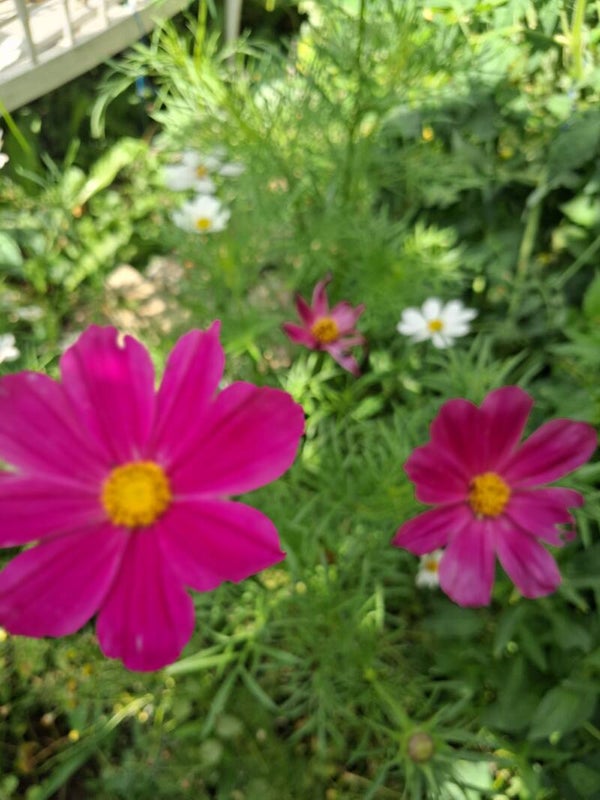 Cosmos Tetra Versaille Mix Zaden