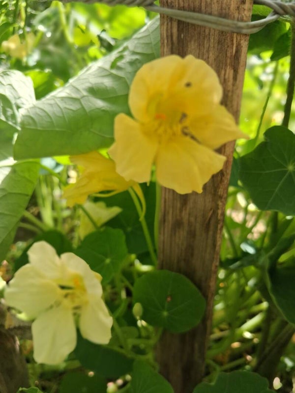 Oost Indische Kers Yeti Zaden