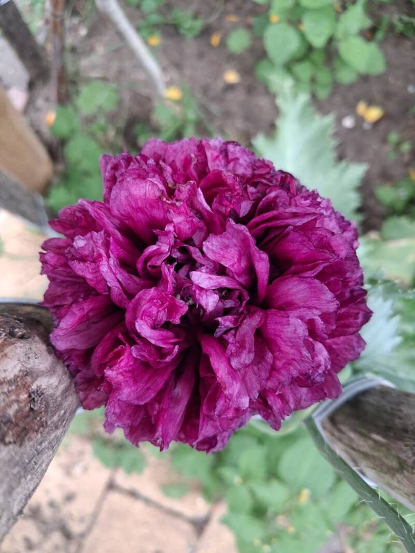 Papaver Black Paeony Zaden