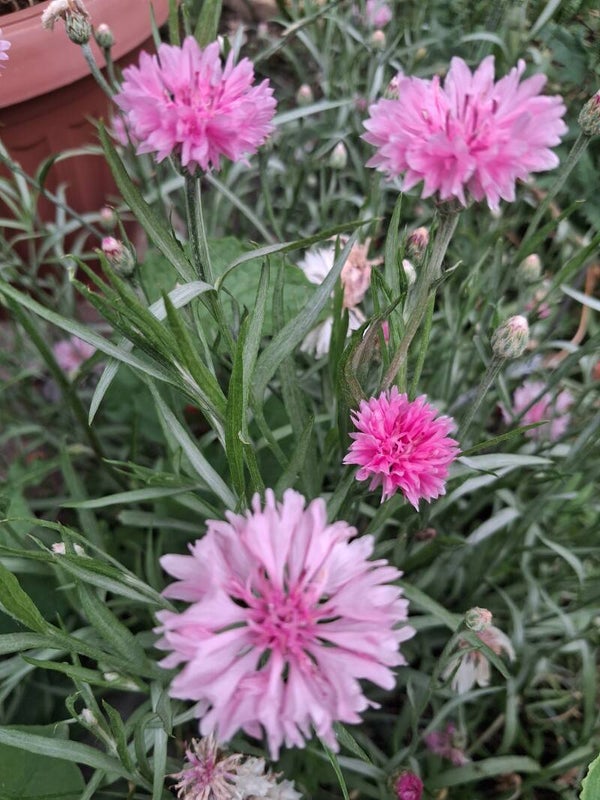 Korenbloem Pink Zaden