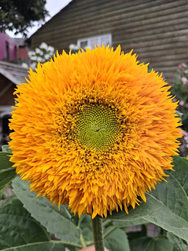 Zonnebloem Sungold Zaden