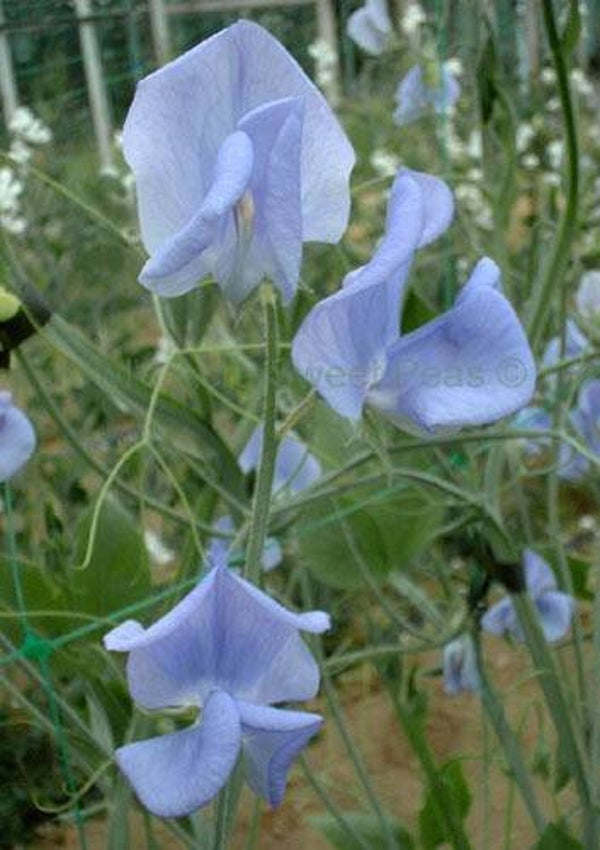 Biologische Lathyrus Countess Cadogan Zaden VERWACHT 2026