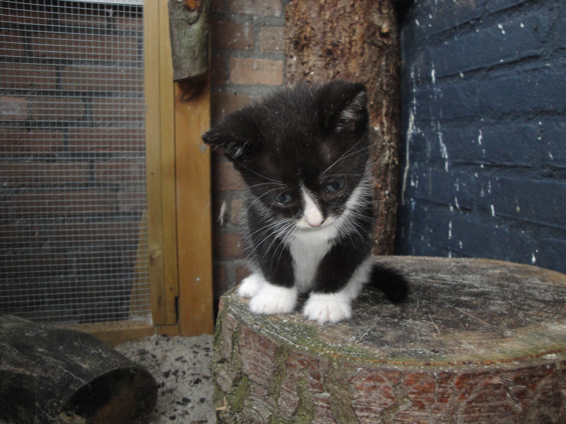 Charlie 2013